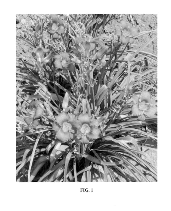 Figure 1 of US plant patent PP23403, the photograph of SPd 06-12 printed in the patent.