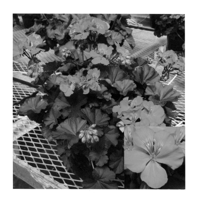 Figure 1 of US plant patent PP23404, the photograph of PEQZ0002 printed in the patent.