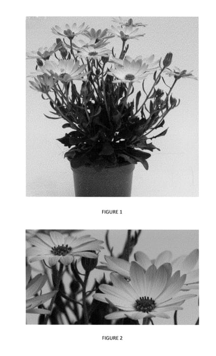 Figure 1 of US plant patent PP23405, the photograph of OSTZ0001 printed in the patent.