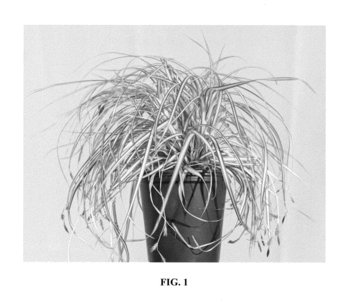 Figure 1 of US plant patent PP23406, the photograph of Everoro printed in the patent.
