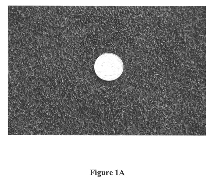 Figure 1 of US plant patent PP23407, the photograph of MSB-04-264 printed in the patent.