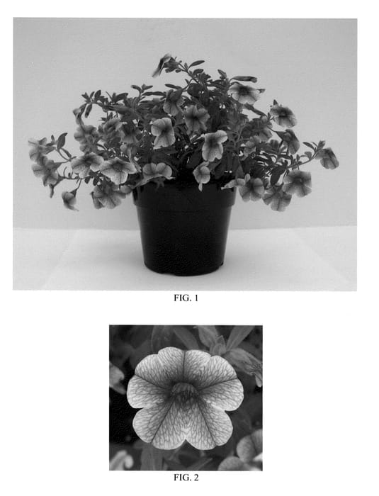Figure 1 of US plant patent PP23408, the photograph of Balcabpiken printed in the patent.