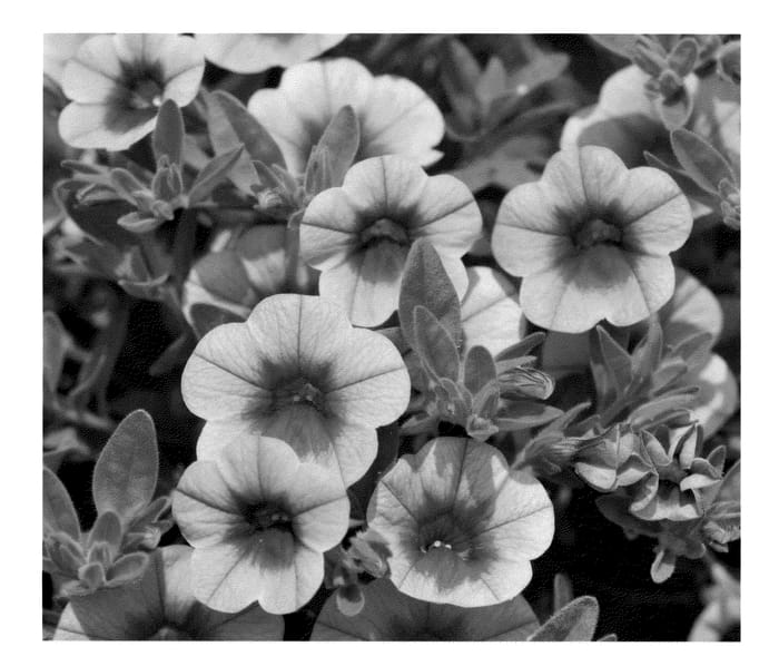 Figure 1 of US plant patent PP23409, the photograph of KLECA10211 printed in the patent.