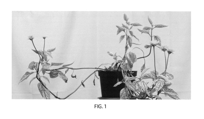 Figure 1 of US plant patent PP23410, the photograph of Summer Green printed in the patent.