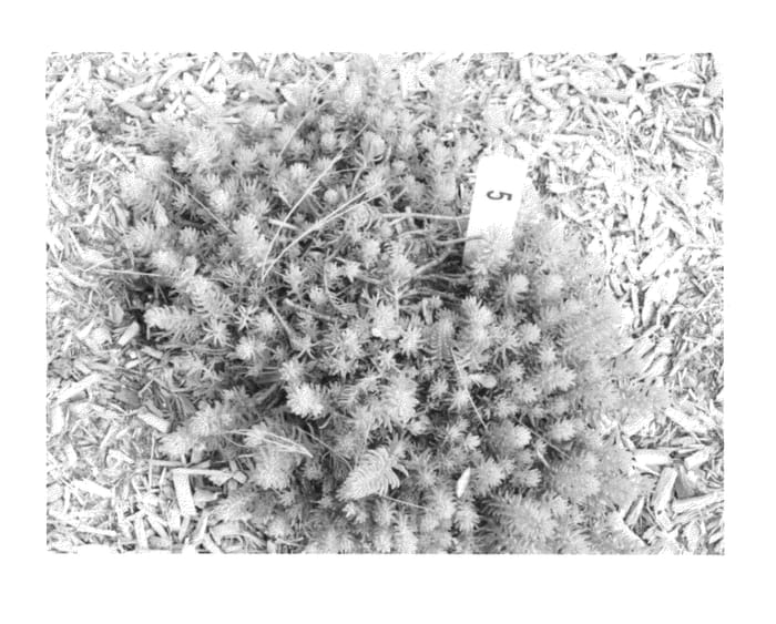 Figure 1 of US plant patent PP23411, the photograph of Nonist printed in the patent.