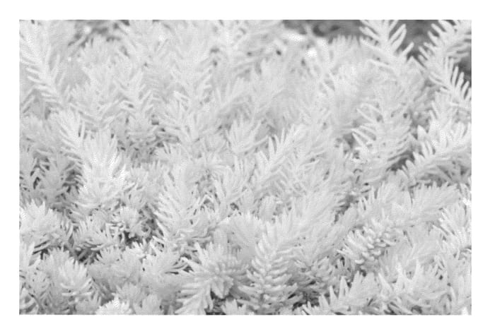 Figure 1 of US plant patent PP23412, the photograph of Nonal printed in the patent.