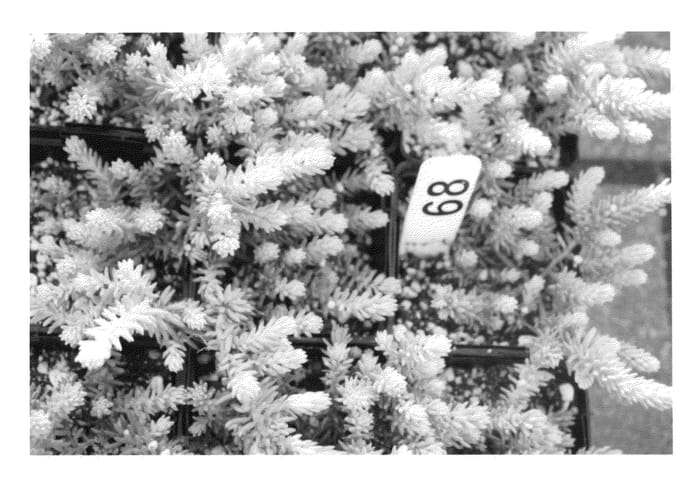 Figure 1 of US plant patent PP23413, the photograph of Noneb printed in the patent.