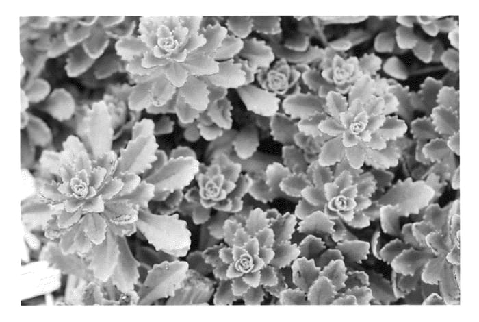 Figure 1 of US plant patent PP23414, the photograph of Nonag printed in the patent.