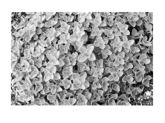Figure 1 of US plant patent PP23415, the photograph of Nonom printed in the patent.