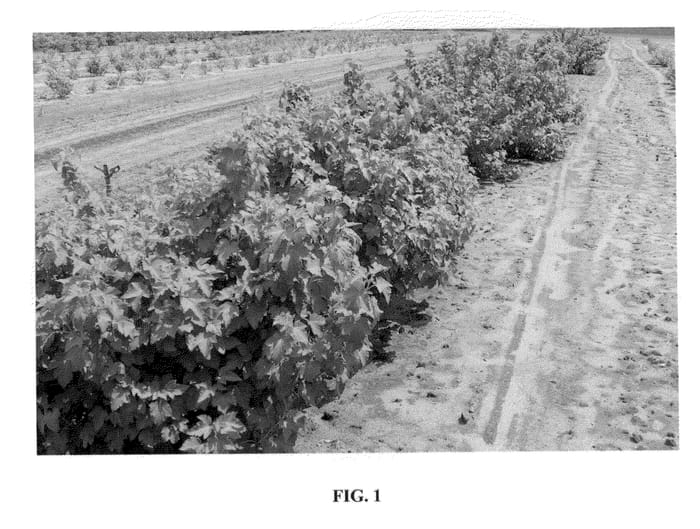 Figure 1 of US plant patent PP23416, the photograph of Ben Como printed in the patent.
