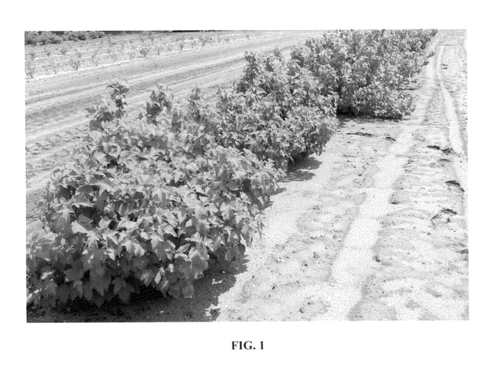 Figure 1 of US plant patent PP23417, the photograph of Ben Chaska printed in the patent.