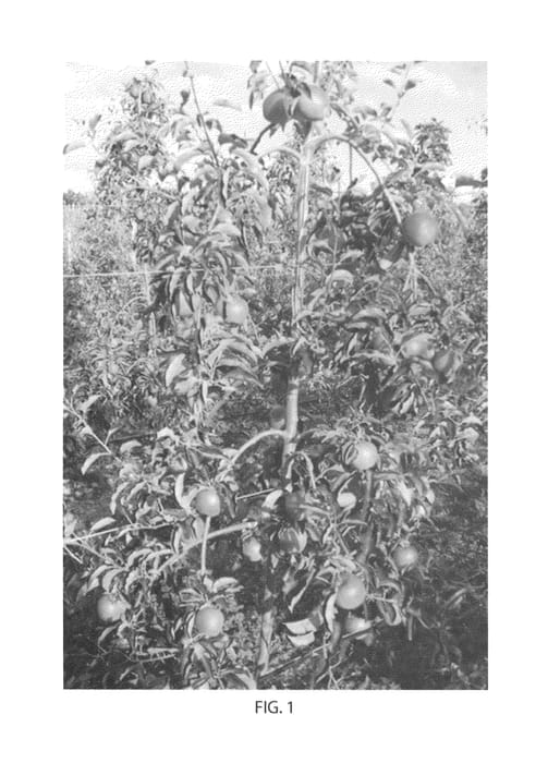 Figure 1 of US plant patent PP23418, the photograph of PLUMAC printed in the patent.