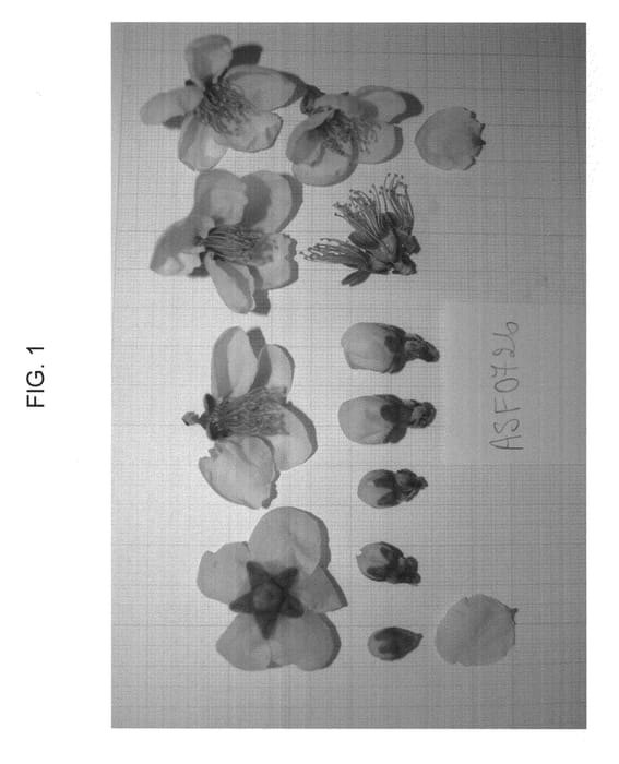 Figure 1 of US plant patent PP23419, the photograph of NECTARLOVE printed in the patent.