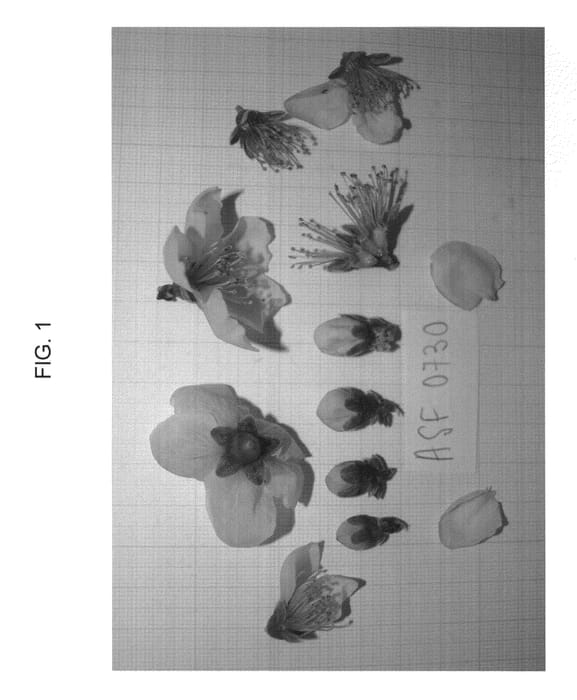 Figure 1 of US plant patent PP23420, the photograph of NECTARDREAM printed in the patent.
