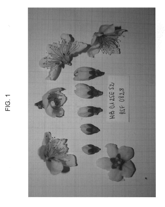 Figure 1 of US plant patent PP23421, the photograph of NECTARRUBY printed in the patent.