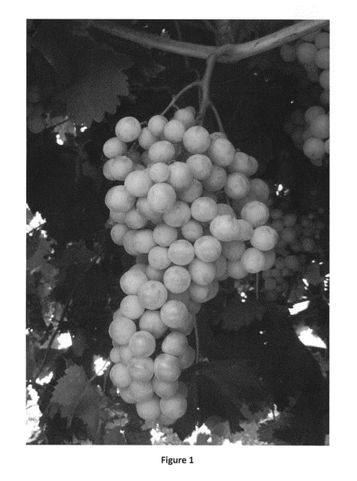Figure 1 of US plant patent PP23422, the photograph of Valley Pearl printed in the patent.