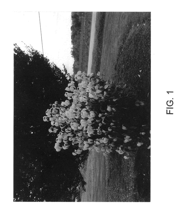 Figure 1 of US plant patent PP23423, the photograph of Losely printed in the patent.