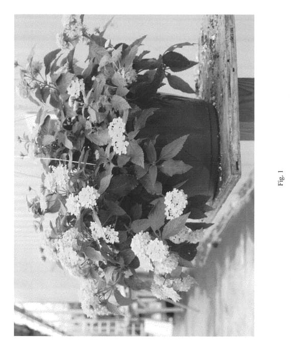 Figure 1 of US plant patent PP23424, the photograph of ELEMISS printed in the patent.