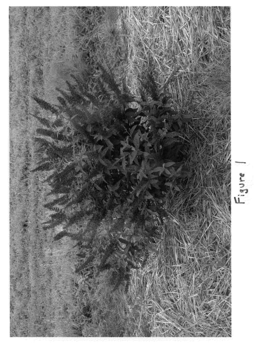 Figure 1 of US plant patent PP23425, the photograph of Miss Molly printed in the patent.
