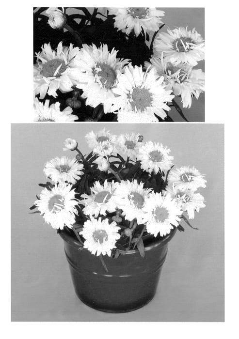 Figure 1 of US plant patent PP23426, the photograph of LEUZ0001 printed in the patent.