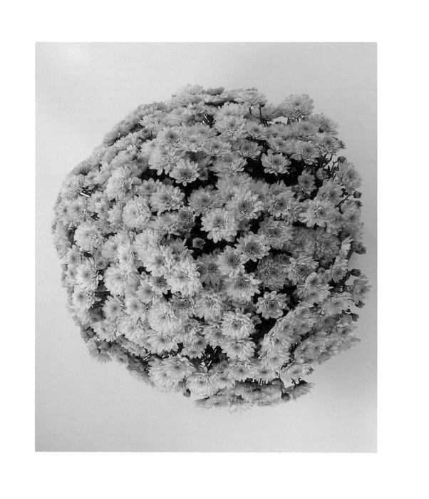 Figure 1 of US plant patent PP23427, the photograph of Latina Pink printed in the patent.