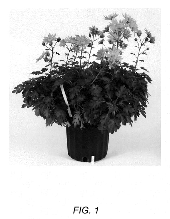 Figure 1 of US plant patent PP23428, the photograph of Rustic Glow printed in the patent.