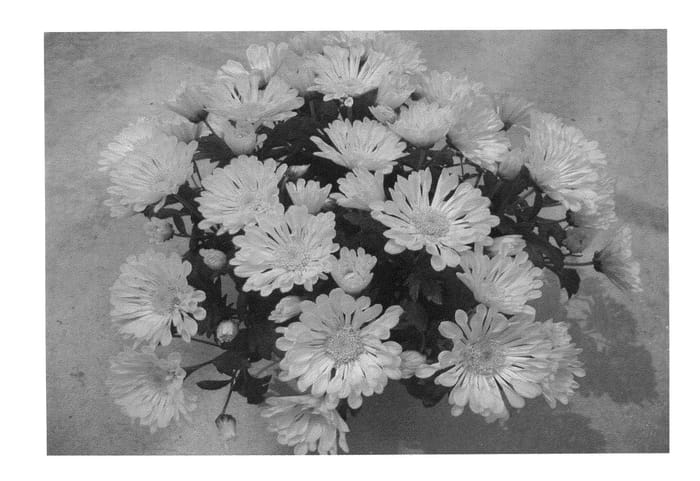 Figure 1 of US plant patent PP23429, the photograph of Foxy Time Yellow Improved printed in the patent.