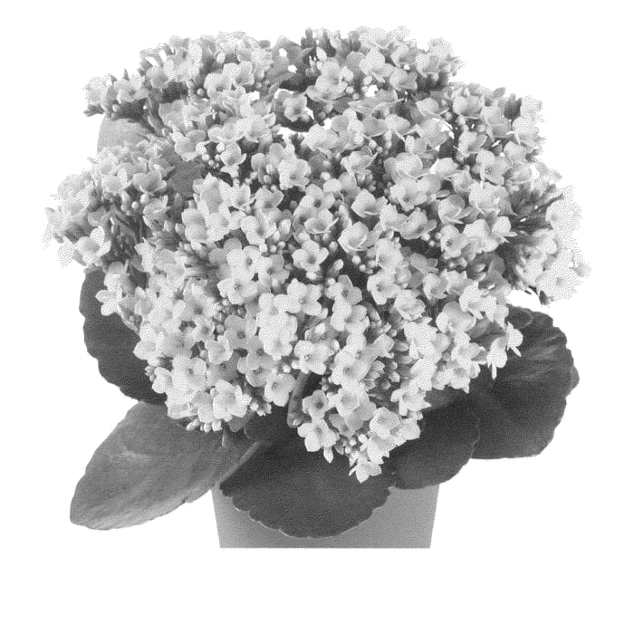 Figure 1 of US plant patent PP23430, the photograph of Fikalrumina printed in the patent.