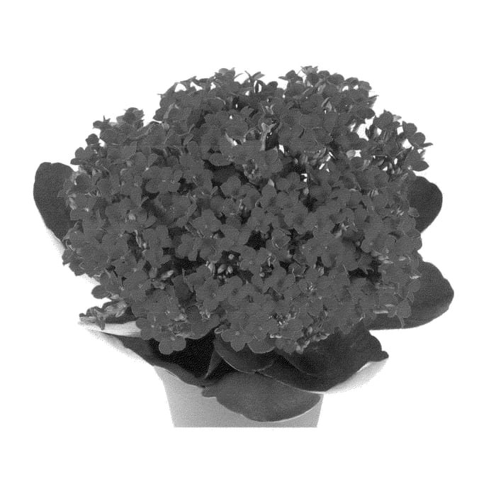 Figure 1 of US plant patent PP23431, the photograph of Fikalrodan printed in the patent.