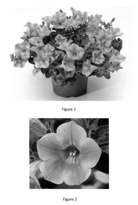 Figure 1 of US plant patent PP23432, the photograph of PEHY0004 printed in the patent.
