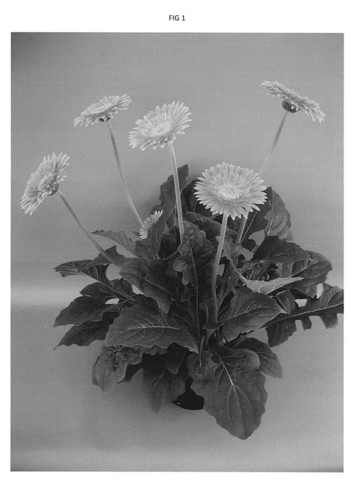 Figure 1 of US plant patent PP23433, the photograph of UFGE 7034 printed in the patent.