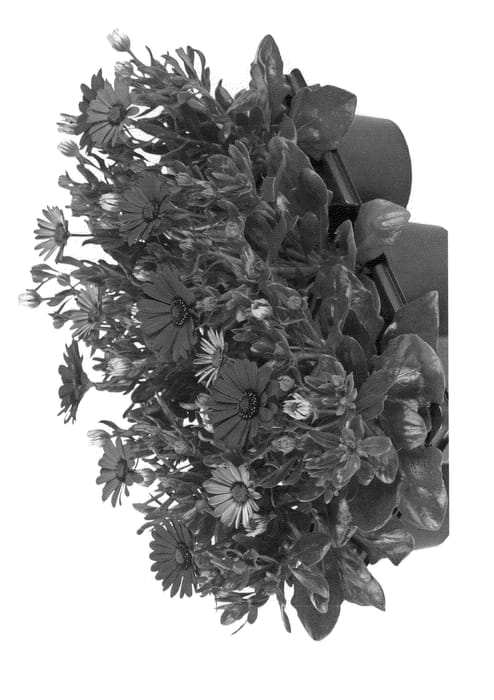 Figure 1 of US plant patent PP23434, the photograph of Fidostnanopur printed in the patent.