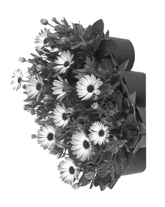 Figure 1 of US plant patent PP23435, the photograph of Fidostnanopibico printed in the patent.