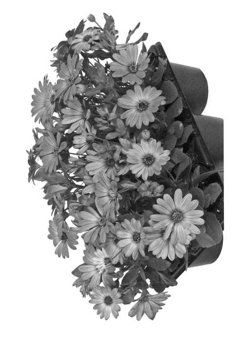 Figure 1 of US plant patent PP23436, the photograph of Fidostnanopi printed in the patent.