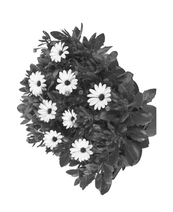 Figure 1 of US plant patent PP23437, the photograph of Fidostnanowhi printed in the patent.