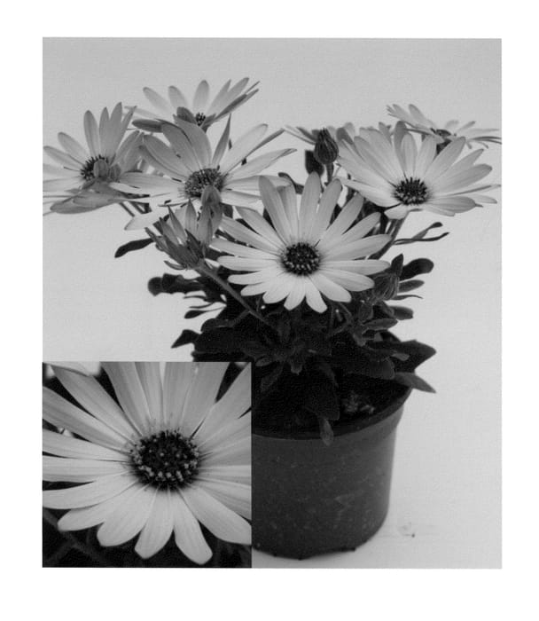 Figure 1 of US plant patent PP23438, the photograph of OSTZ0002 printed in the patent.