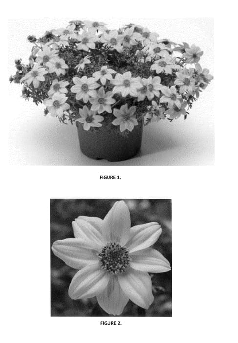 Figure 1 of US plant patent PP23439, the photograph of BIDZ0001 printed in the patent.