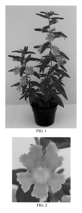 Figure 1 of US plant patent PP23441, the photograph of Georgie Tangerine printed in the patent.