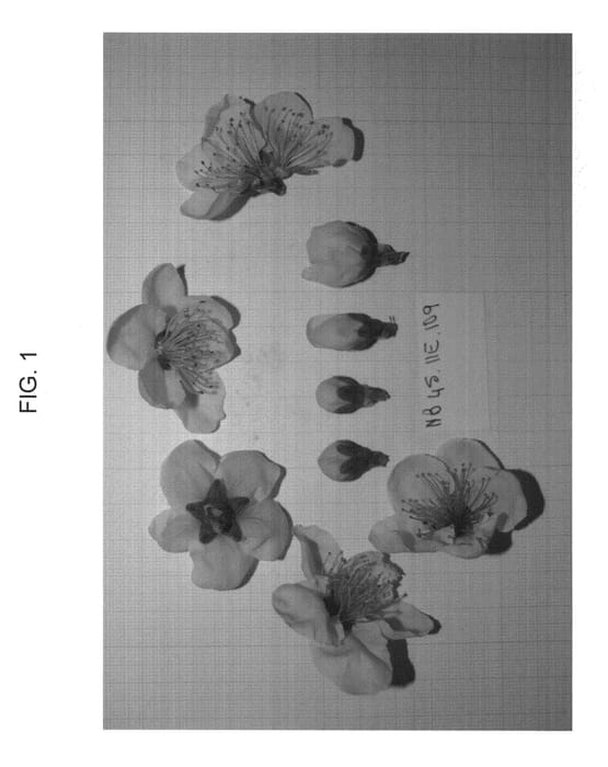 Figure 1 of US plant patent PP23442, the photograph of NECTARTIC printed in the patent.