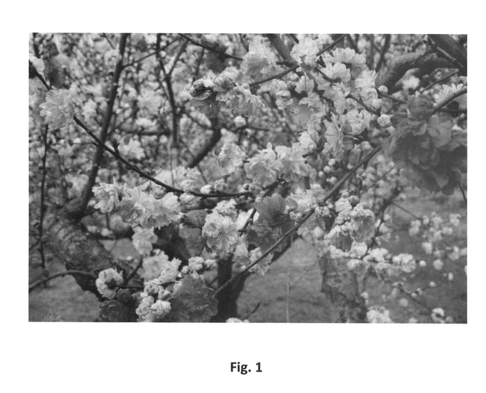 Figure 1 of US plant patent PP23443, the photograph of Candy Cane printed in the patent.