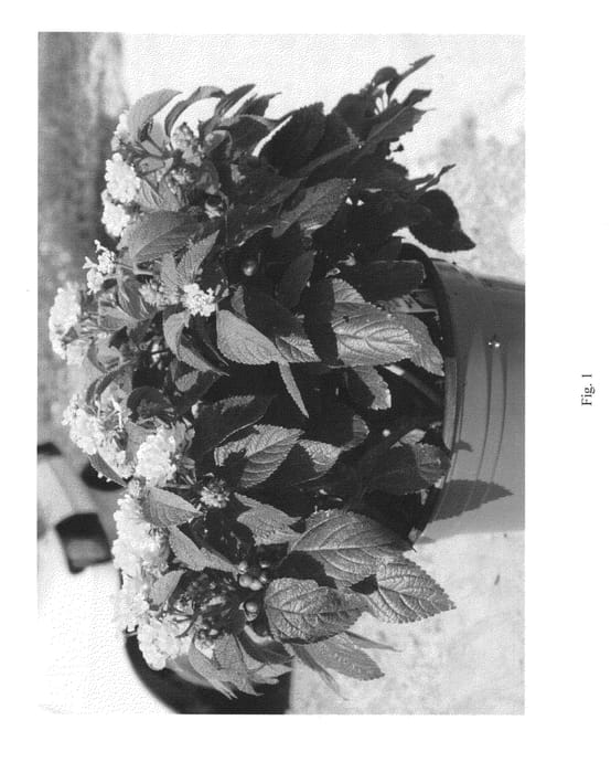 Figure 1 of US plant patent PP23444, the photograph of ELEGET printed in the patent.