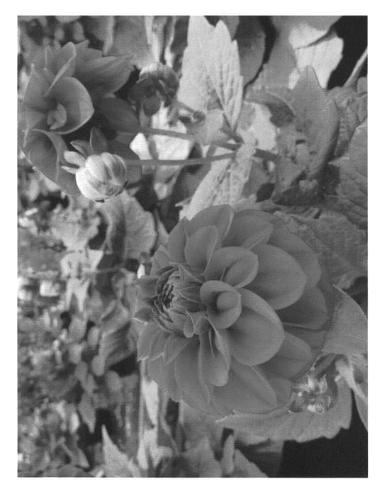 Figure 1 of US plant patent PP23445, the photograph of LOMBALDEEP printed in the patent.