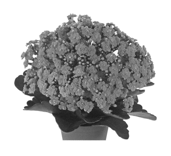 Figure 1 of US plant patent PP23446, the photograph of Ficalanhawn printed in the patent.