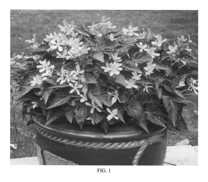 Figure 1 of US plant patent PP23447, the photograph of BROTHGLOW printed in the patent.