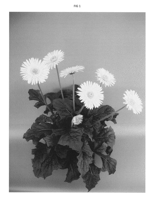 Figure 1 of US plant patent PP23448, the photograph of UFGE 7032 printed in the patent.