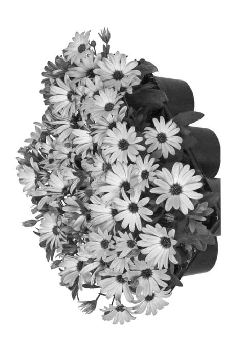 Figure 1 of US plant patent PP23449, the photograph of Fidostnanoyel printed in the patent.