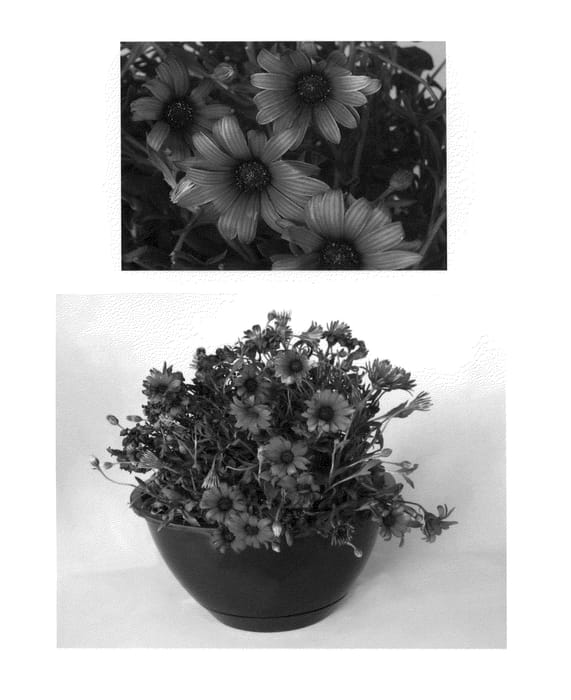 Figure 1 of US plant patent PP23450, the photograph of Sunost1103 printed in the patent.