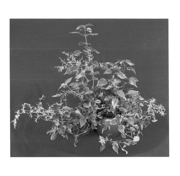 Figure 1 of US plant patent PP23451, the photograph of Mimosa printed in the patent.