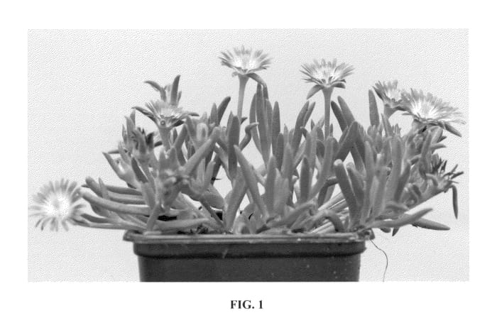Figure 1 of US plant patent PP23452, the photograph of Jewel of Desert Rosequartz printed in the patent.