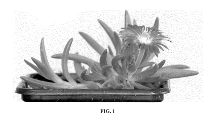 Figure 1 of US plant patent PP23453, the photograph of Jewel of Desert Ruby printed in the patent.